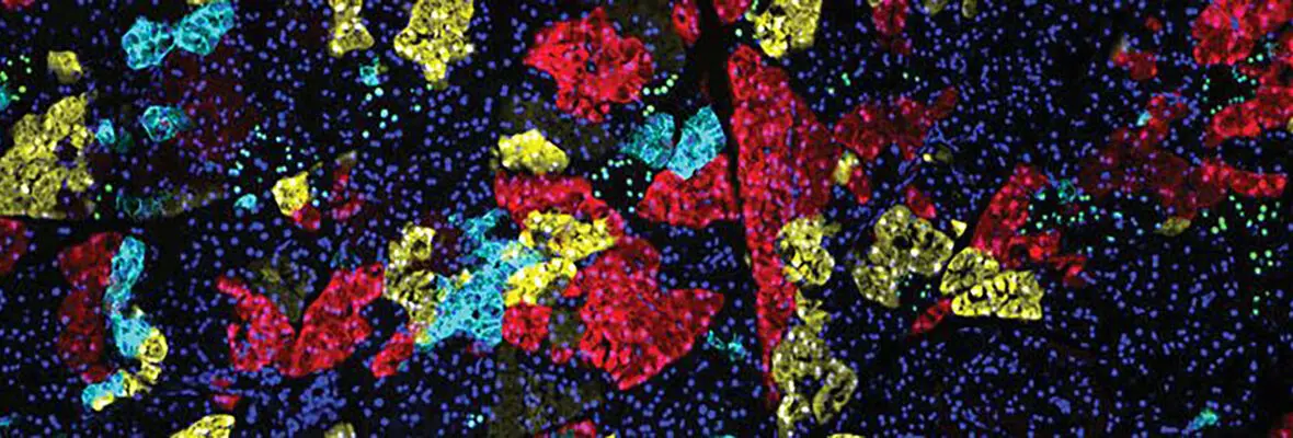 Penn Institute for Immunology Pancreatic Regeneration Banner Image