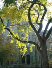 tree on campus